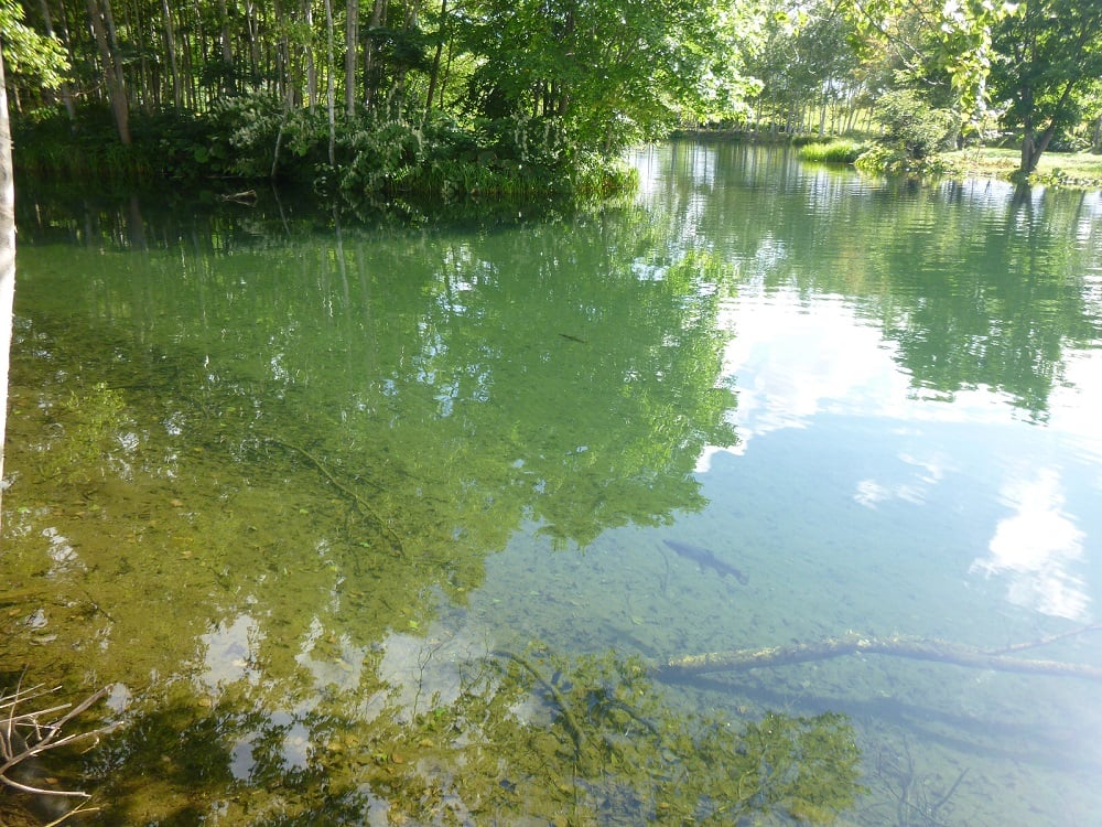 湧水の池