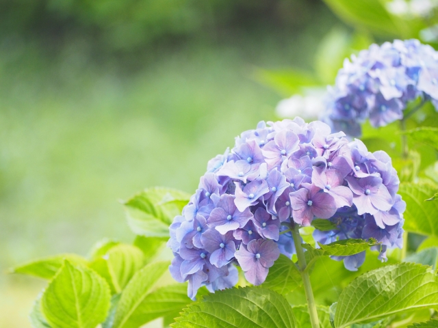 日本の気候と胃の不調の関係