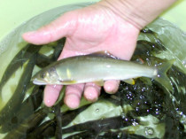 友釣り用タネあゆ