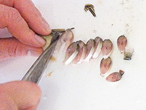 鮎の背骨ごと切る