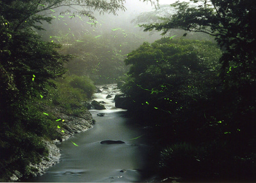 蛍舞う高津川