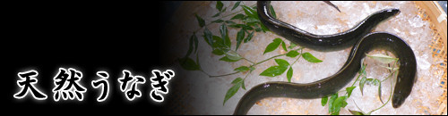 天然うなぎ