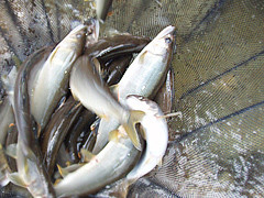 高津川 天然あゆ