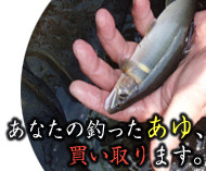 天然あゆの買い取りについて
