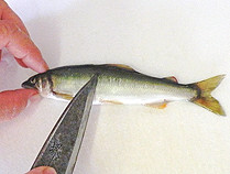 鮎のうろこを取る