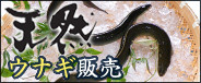 天然ウナギ販売