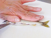 鮎の内臓を取り除く