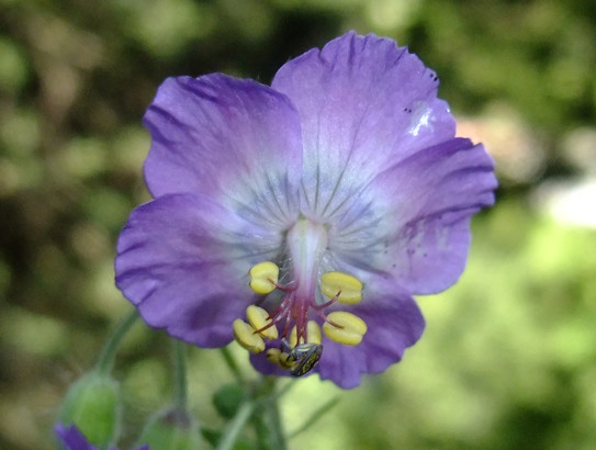 Geranium phaeum L.     -     Geraniaceae     -      Géranium brun