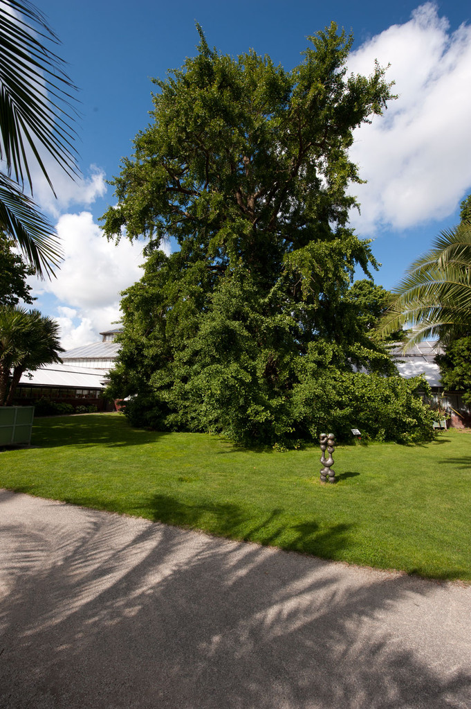 Ginkgo biloba  planté en 1785    -    Jardin botanique de Leiden    -    Photo Alain Tessier