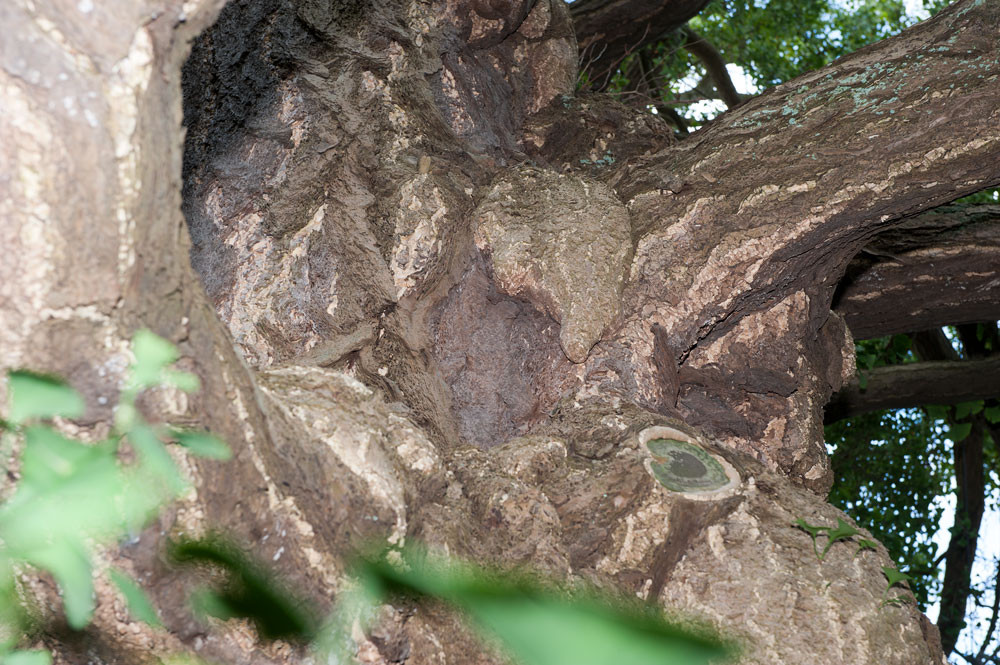 "chichis" sur le tronc    -                                                                   Photo Alain Tessier