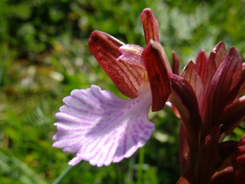 Anacamptis papilionacea (L.) R.M.Bateman, Pridgeon & M.W.Chase. (Orchis papillon)