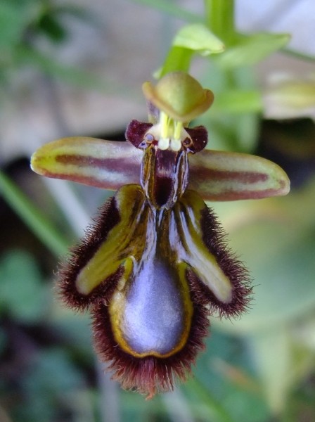Ophrys speculum Link (Ophrys miroir)
