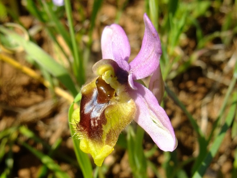 Ophrys tenthredinifera Willd. (Ophrys guèpe)