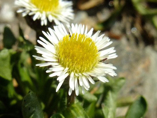 Erigeron uniflorus L.     -     Asteraceae      -     Vergerette à une fleur