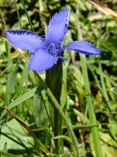 Gentianopsis ciliata (L.) Ma     -     Gentianaceae     -     Gentiane ciliée