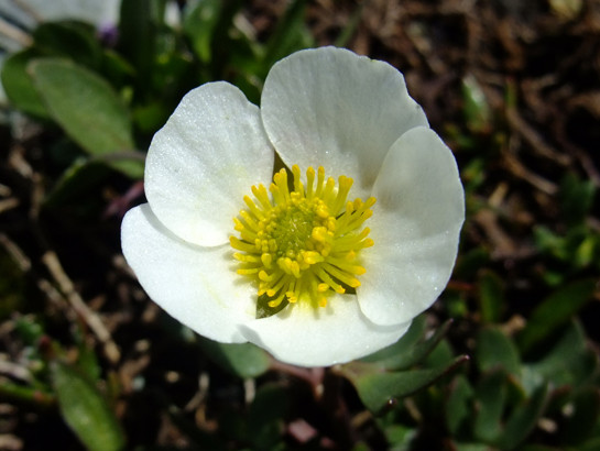 Beckwithia glacialis (L.) Á.Löve & D.Löve     -     Ranunculaceae     -     Renoncule des glaciers
