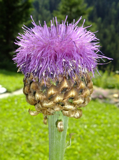 Stemmacantha rhapontica subsp. lamarckii Dittrich  (L.)      -     Asteraceae     -     Rhapontique de Lamark