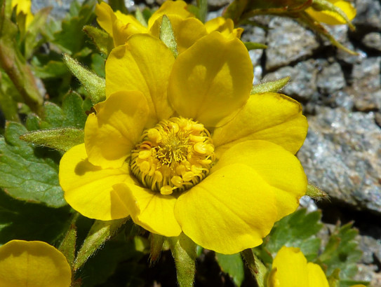 Geum reptans L.     -          Rosaceae     -          Benoîte rampante