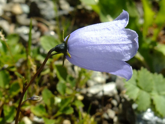 Campanula cochleariifolia Lam.     -     Campanulaceae     -     Campanule à feuilles de cranson