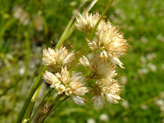 Luzula nivea (L.) DC.     -     Juncaceae     -     Luzule blanc de neige