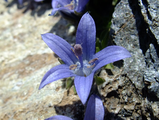 Campanula cenisia L. - Campanulaceae - Campanule du Mont Cenis