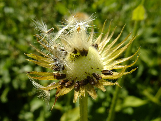Doronicum pardalianches L.     -     Asteraceae     -     Doronic panthère