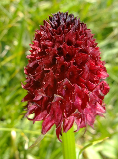 Gymnadenia nigra (L.) Rchb.f.     -     Orchidaceae     -     Orchis vanillé