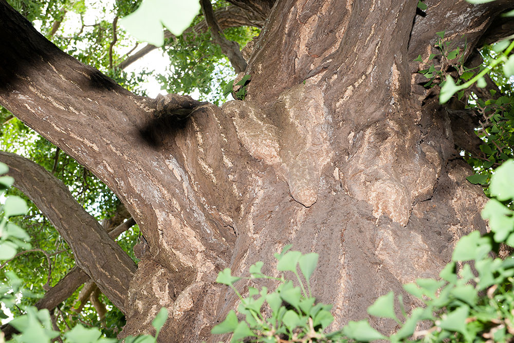 "chichis" sur le tronc    -                                                                   Photo Alain Tessier
