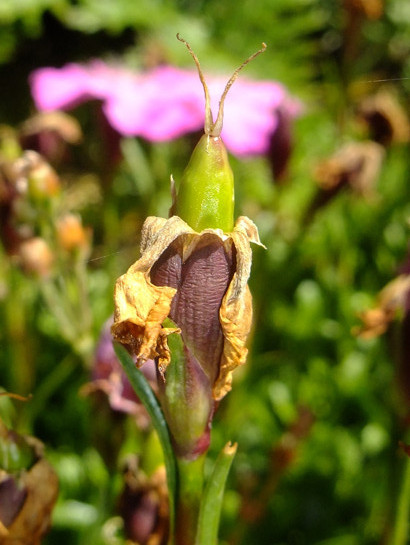 Dianthus alpinus L.     -     Caryophyllaceae     -     Œillet des Alpes