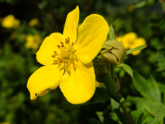 Potentilla fruticosa L.     -     Rosaceae     -     Potentille arbustive