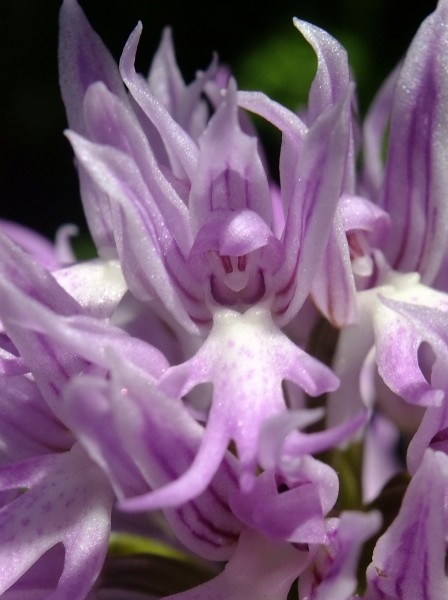 Orchis italica Poiret (Orchis d'Italie) 