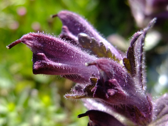 Bartsia alpina L.     -     Orobanchaceae (†Scrophulariaceae)     -     Bartsie des Alpes