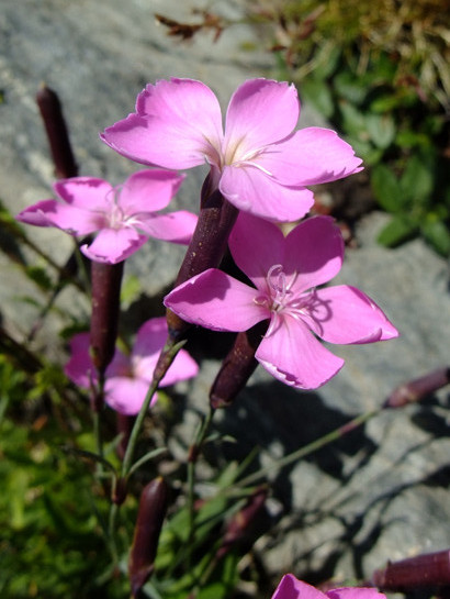 Dianthus sylvestris Wulfen     -      Caryophyllaceae     -     Oeillet des rochers