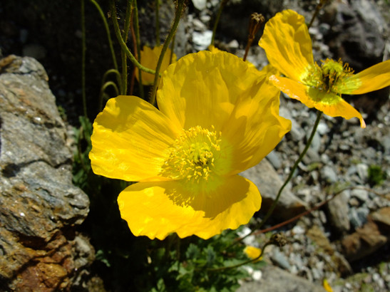 Papaver alpinum L.     -     Papaveraceae     -     Pavot des Alpes