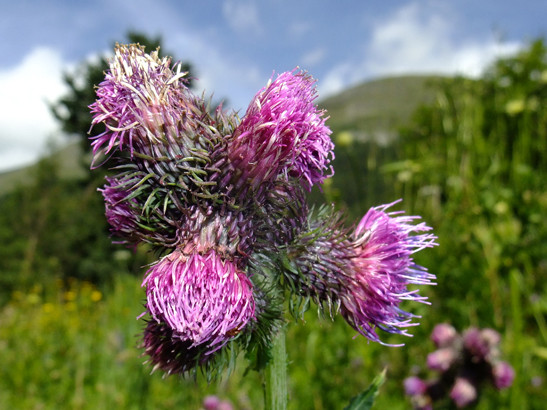 Carduus personata (L.) Jacq.     -      Asteraceae     -     Chardon bardane
