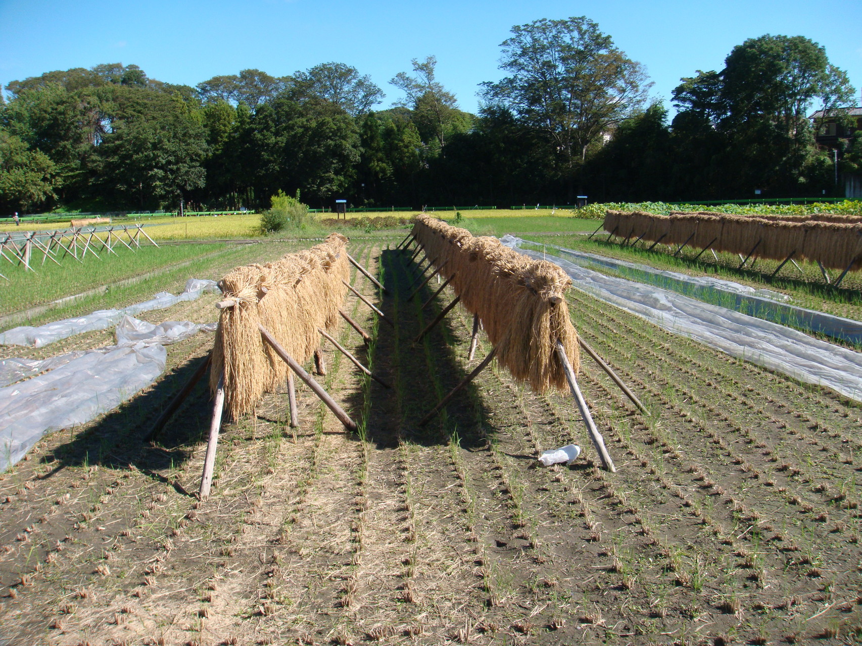 もみ付き玄米精米できません - 店頭精米の店 中村販売所ページ！