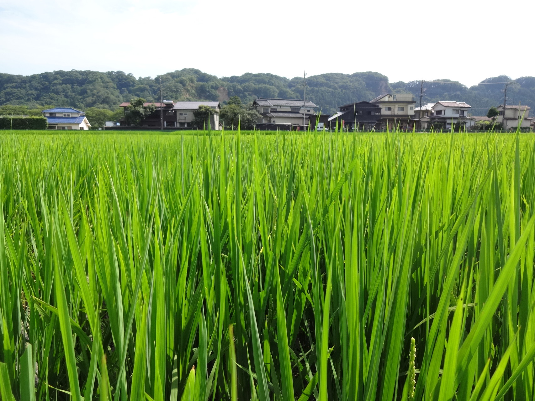 もみ付き玄米精米できません - 店頭精米の店 中村販売所ページ！