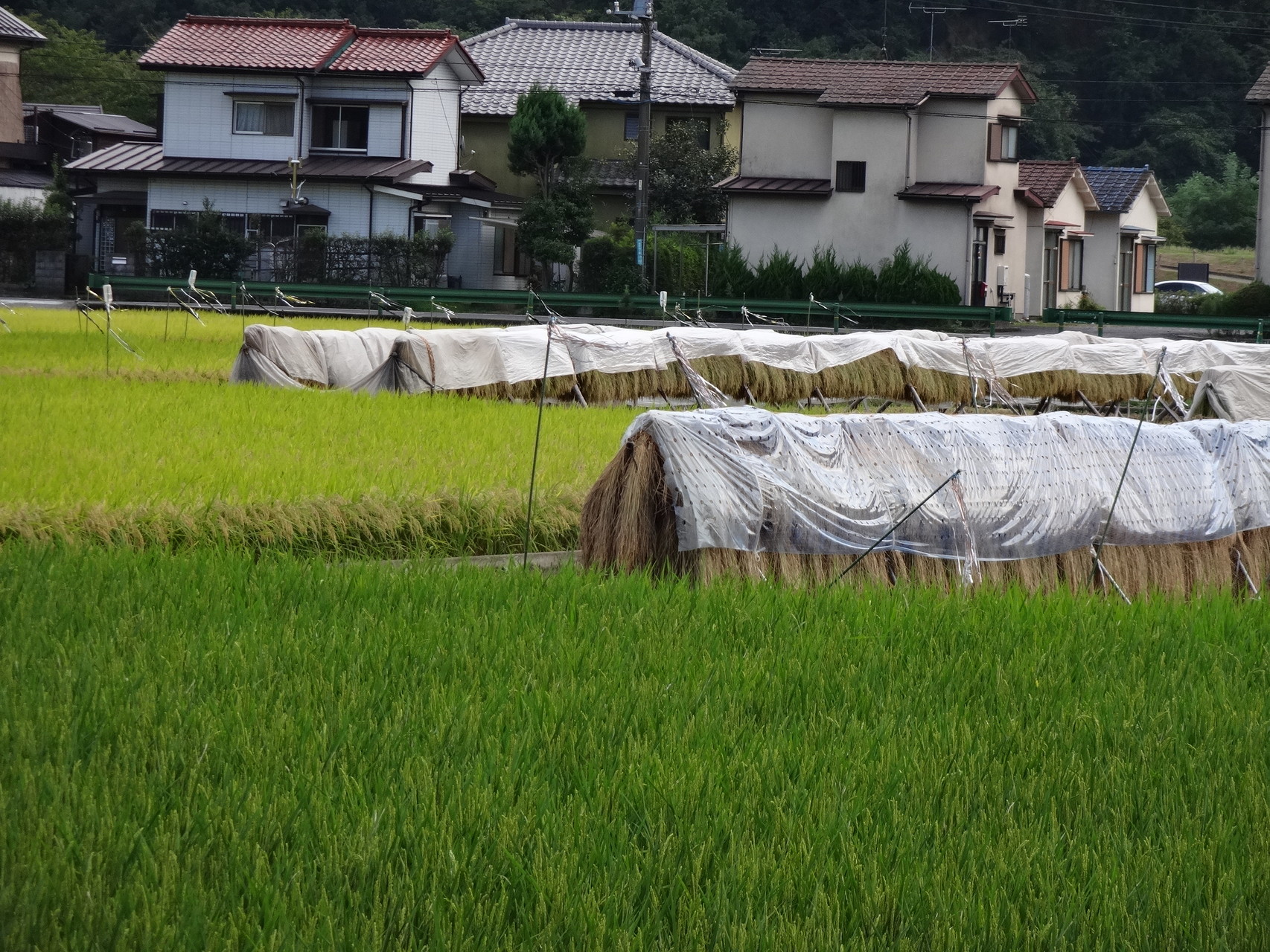 もみ付き玄米精米できません - 店頭精米の店 中村販売所ページ！