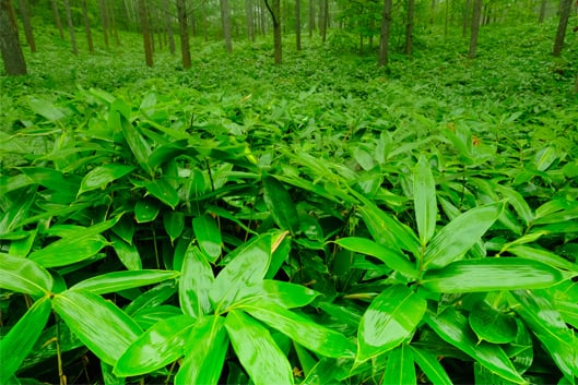 クマイザサ葉エキス 〈植物エキス〉