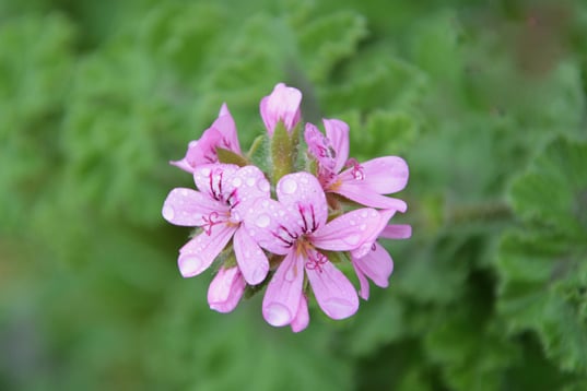心を穏やかに整えてくれる「ゼラニウム」