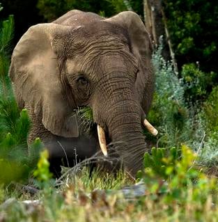 A feeding Knysna elephant by Hylton Herd (SANParks)