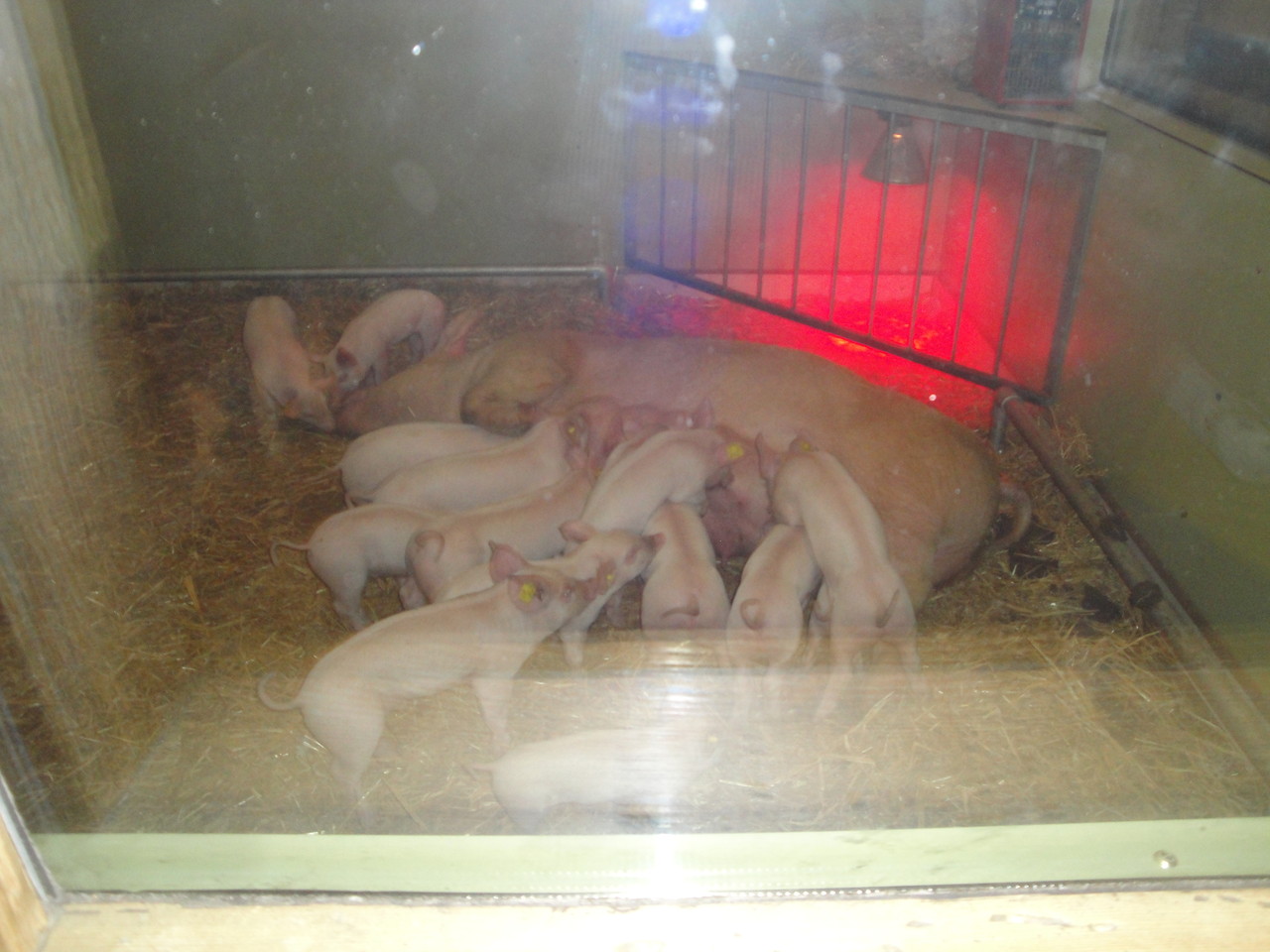 Muttersau mit 16 Ferkeln hinter der Scheibe von Restaurant aus