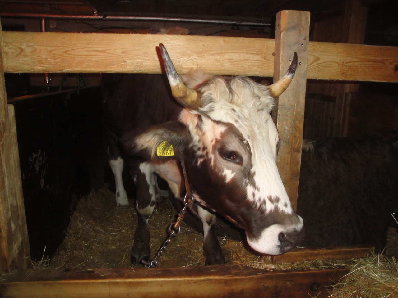 Ochsen beim fressen...