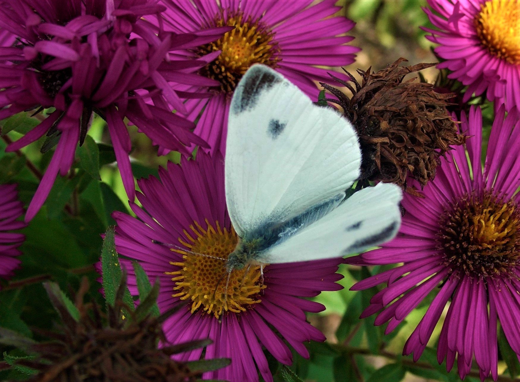Kleiner Kohlweissling
