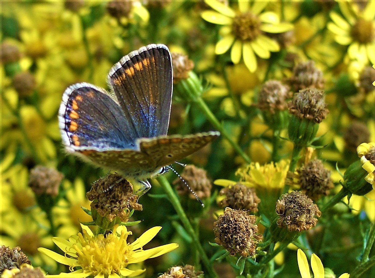 Kleiner Sonnenröschen-Bläuling