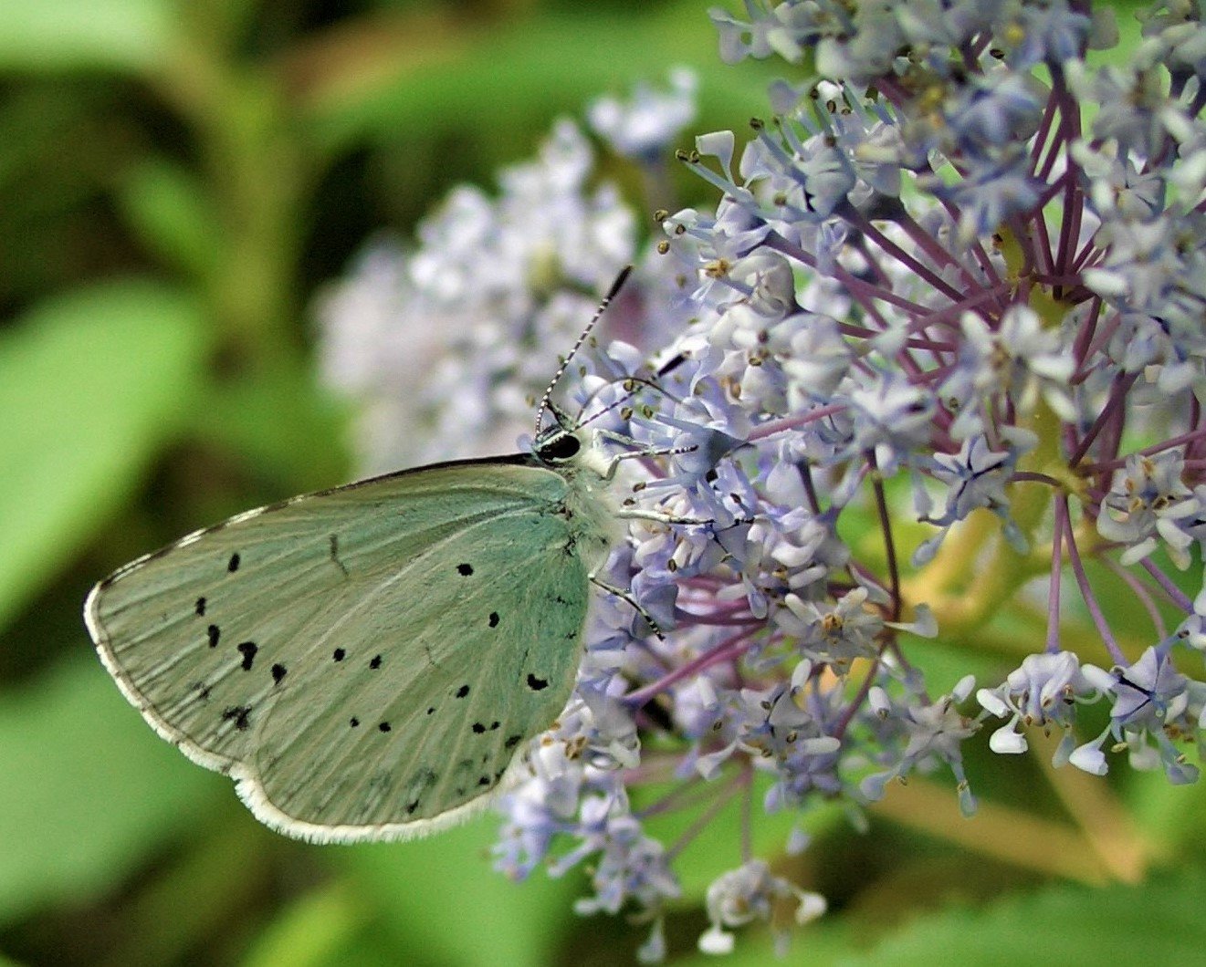 Eine weitere Bläuling-Art
