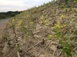 植樹地の様子