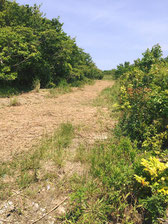 水脈改善実施後の様子