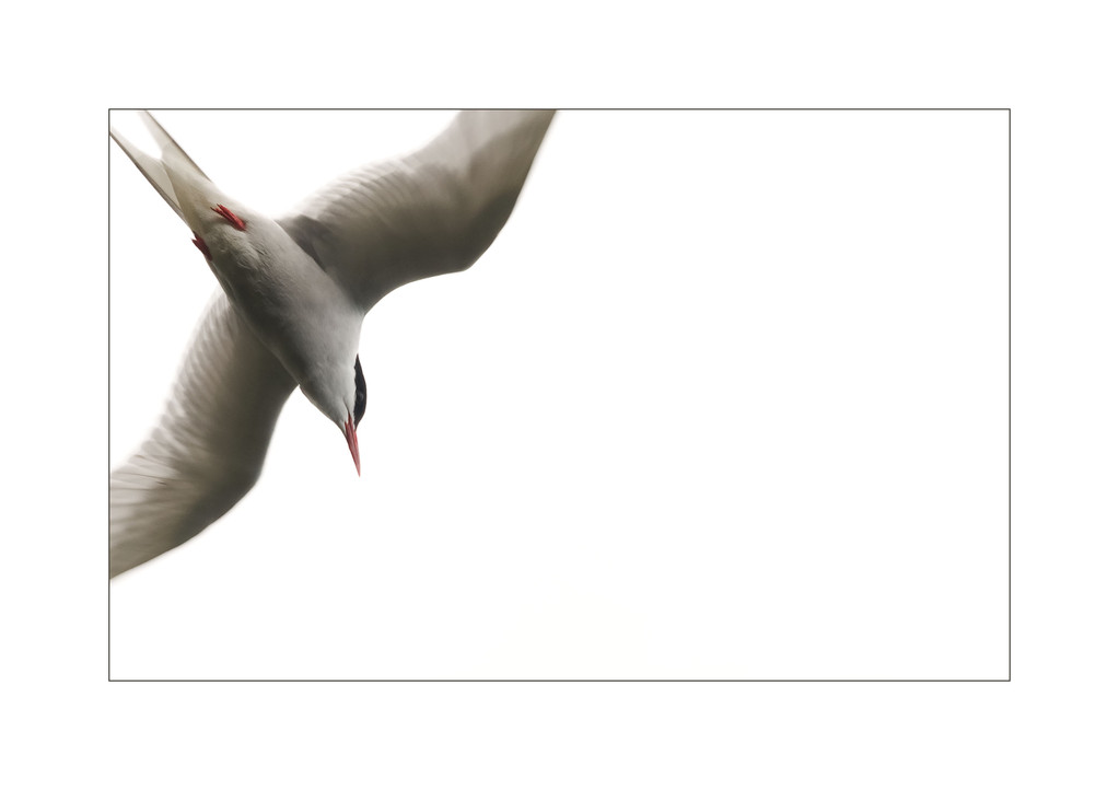 Seeschwalbe im Angriff