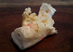 Wurzelauflösung Resorption